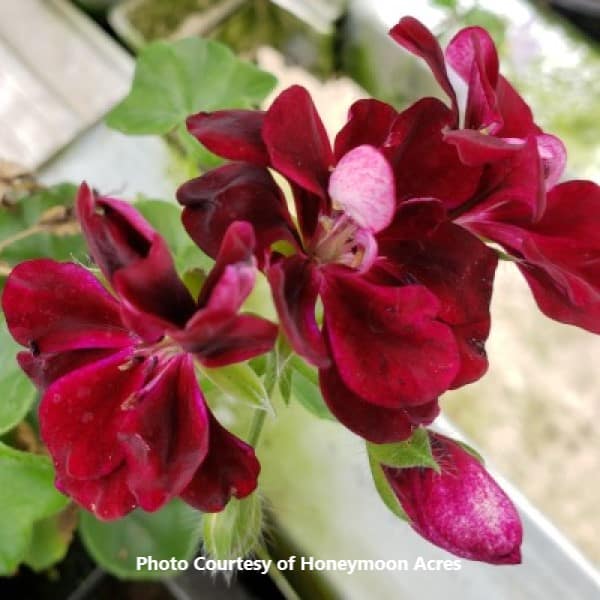 Geranium Archives Honeymoon Acres Greenhouse