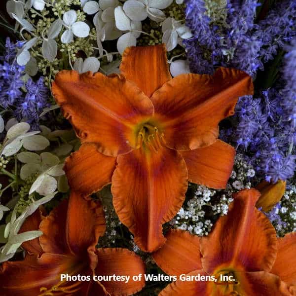 Hemerocallis Daylily Archives Honeymoon Acres Greenhouse