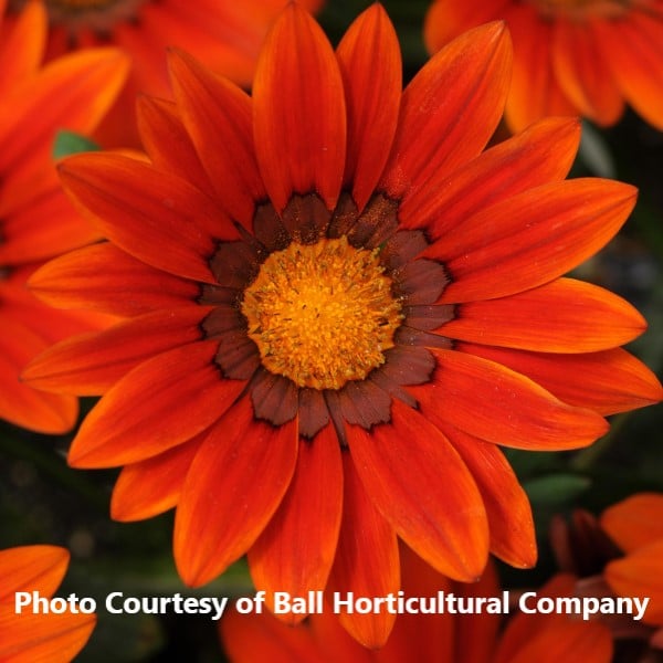 Gazania New Day Bronze Shades Honeymoon Acres Greenhouse