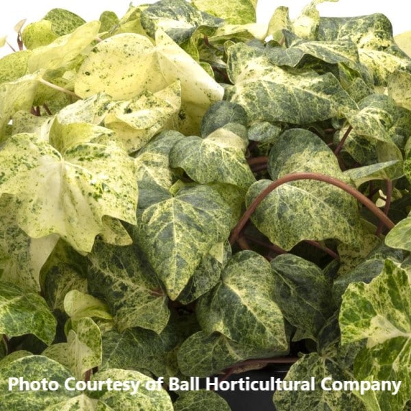 Hedera Tropical Blizzard Honeymoon Acres Greenhouse