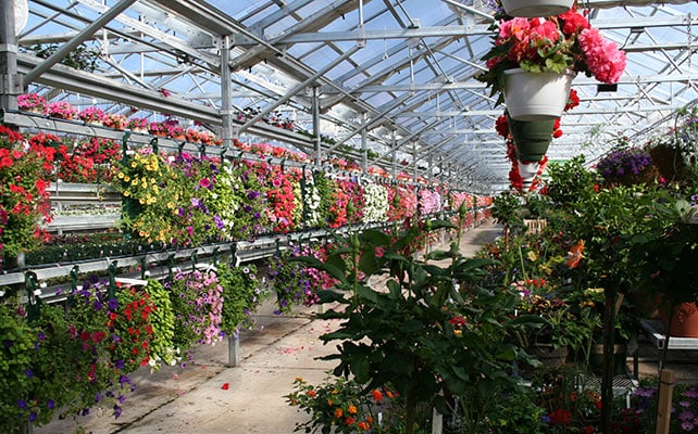 Greenhouse Video Picture Gallery : Honeymoon Acres Greenhouse