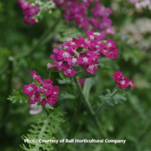 Achillea 'New Vintage Violet'