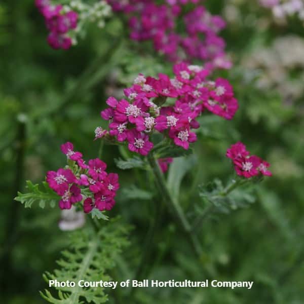 Achillea 'New Vintage Violet'