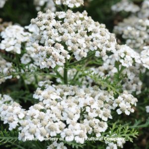 Achillea 'New Vintage White'