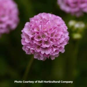 Armeria 'Dreameria Sweet Dreams'