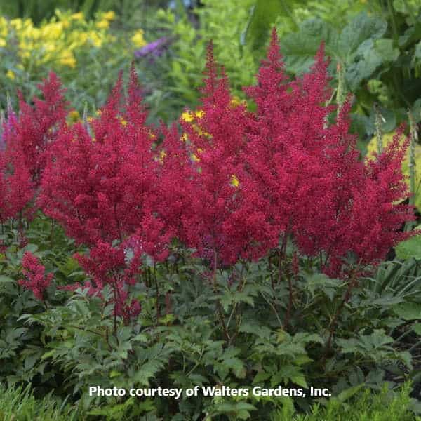 Astilbe 'Red Sentinel'-Walters Gardens