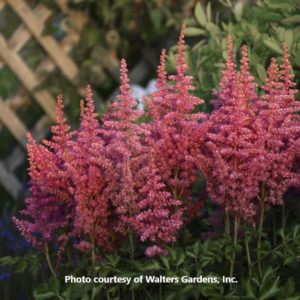 Astilbe 'Rise and Shine'-Walters Gardens
