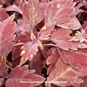 Coleus 'Flamethrower Salsa Roja'