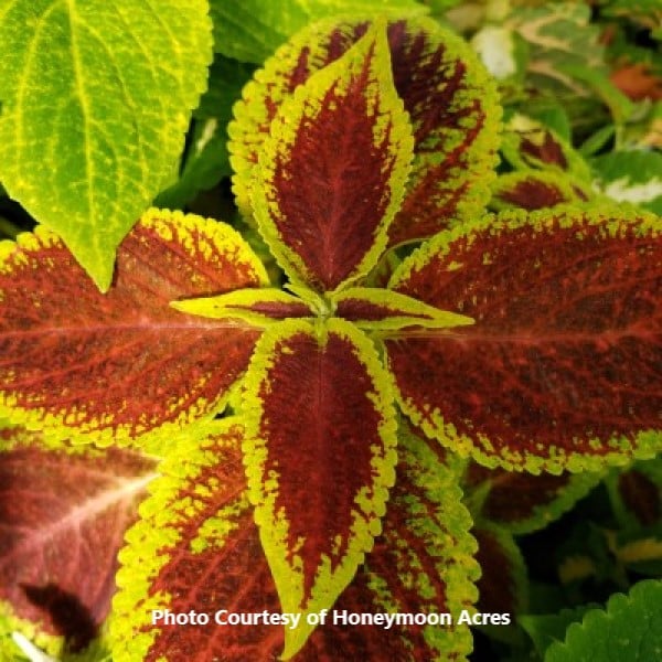 Wizard Coleus Archives Honeymoon Acres Greenhouse