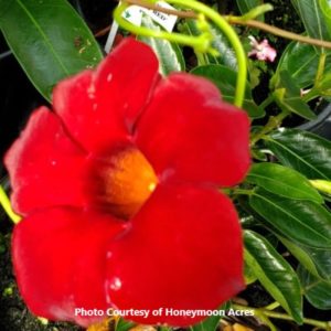Dipladenia