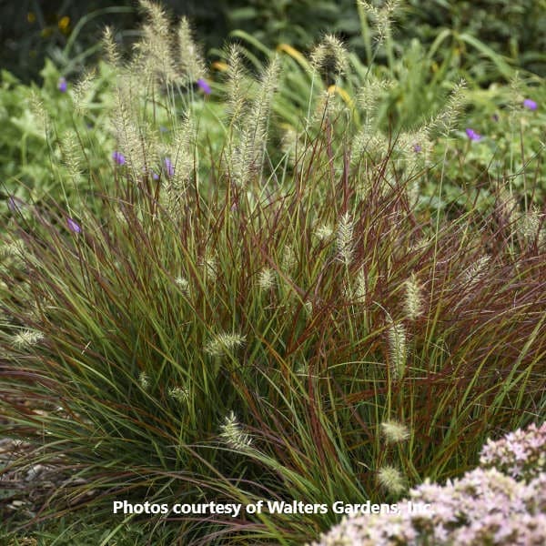 Grass Pennisetum 'Burgundy Bunny' : Honeymoon Acres Greenhouse