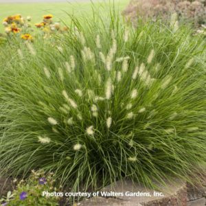 Pennisetum (Fountain Grass)