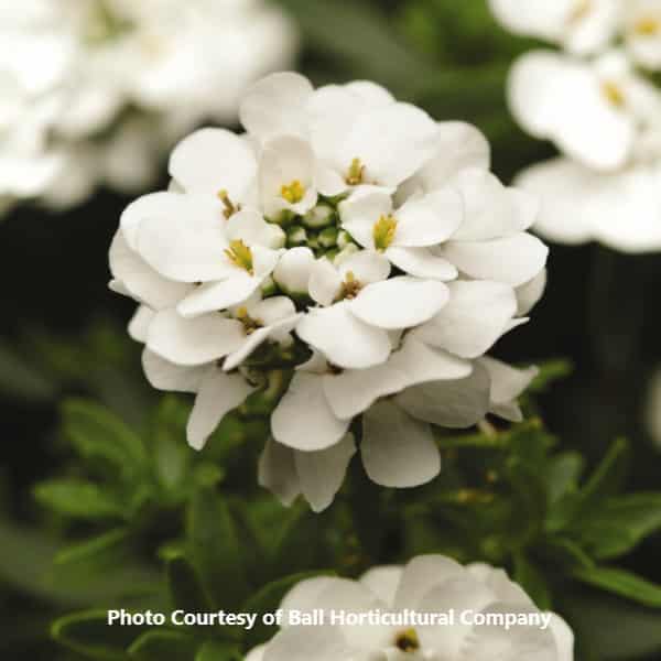 Iberis sempervirens 'Purity'