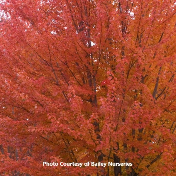 Maple 'Autumn Blaze' Honeymoon Acres Greenhouse