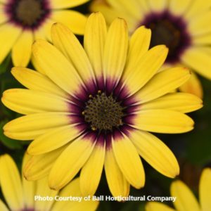 Osteospermum 'Zion Morning Sun'