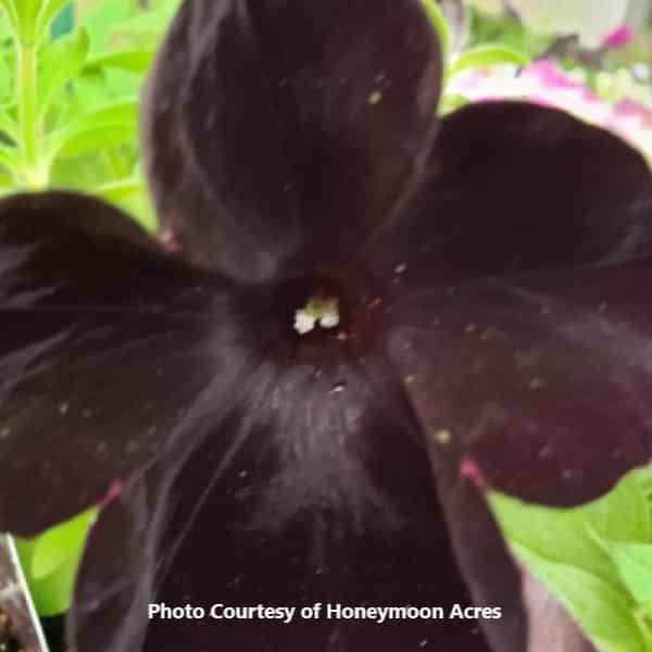 Petunia Trailing 'Black Magic' : Honeymoon Acres Greenhouse