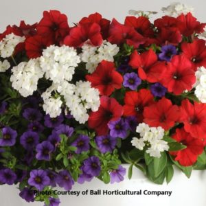 Trixi 'Liberty Bell'