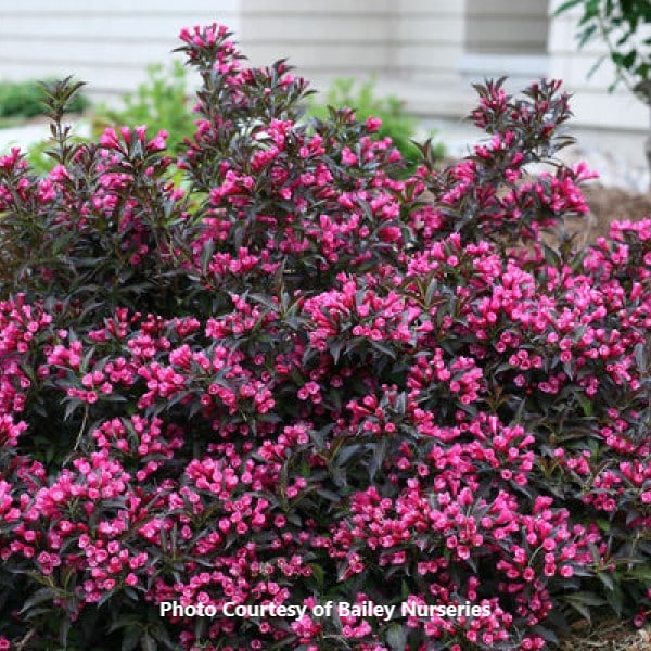 Weigela 'Spilled Wine' : Honeymoon Acres Greenhouse