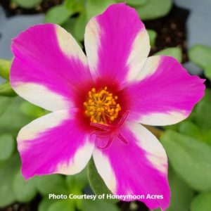 Trailing Moss Rose