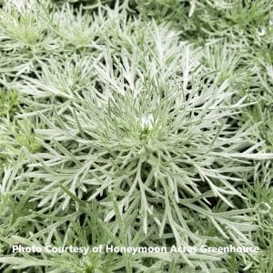 Artemisia (Silver Mound)