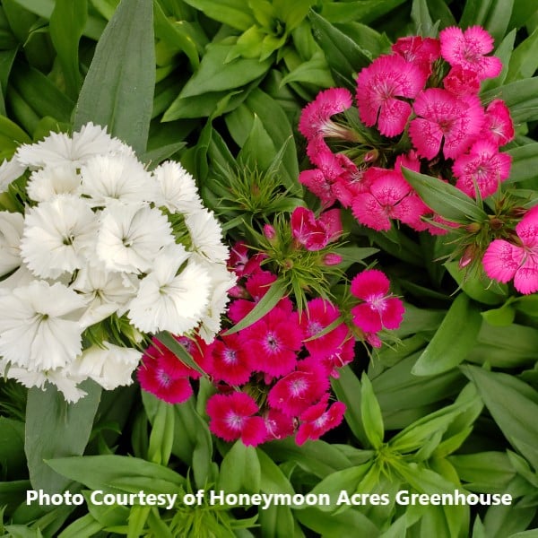 Dianthus barbatus 'Barbarini Mix' : Honeymoon Acres Greenhouse