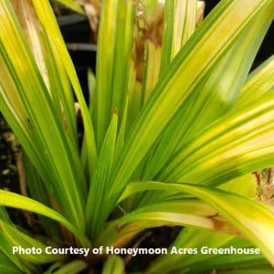 Carex (Broad-Leaved Sedge Grass)