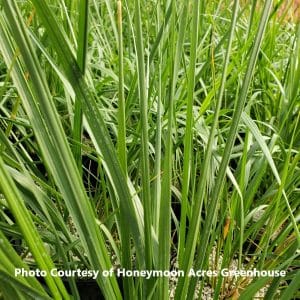 Calamagrostis (Feather Reed Grass)