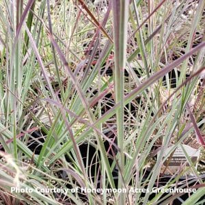 Schizachyrium (Little Bluestem Grass)