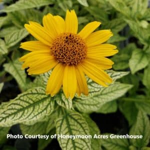 Heliopsis (False Sunflower)