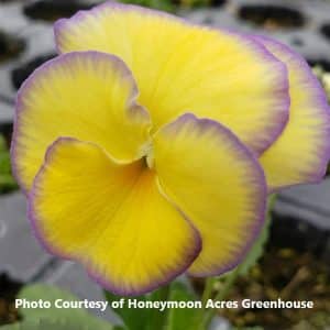 Viola (Perennial Pansy)