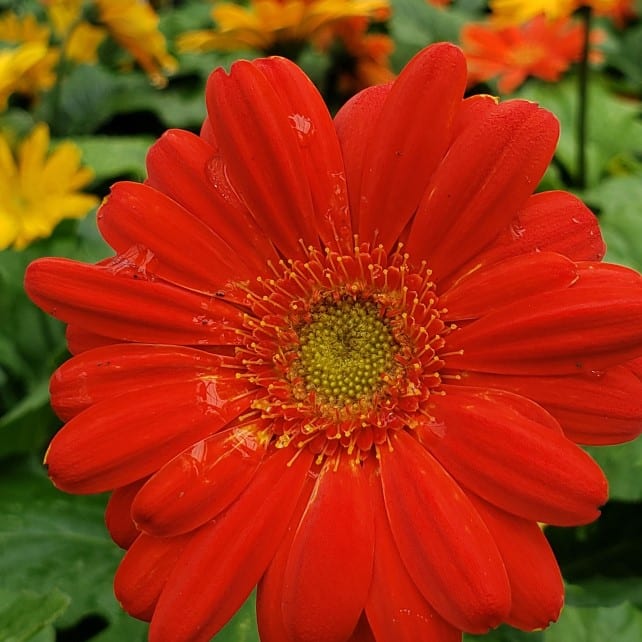 Honeymoon Acres Greenhouse New Holstein Wi 53061