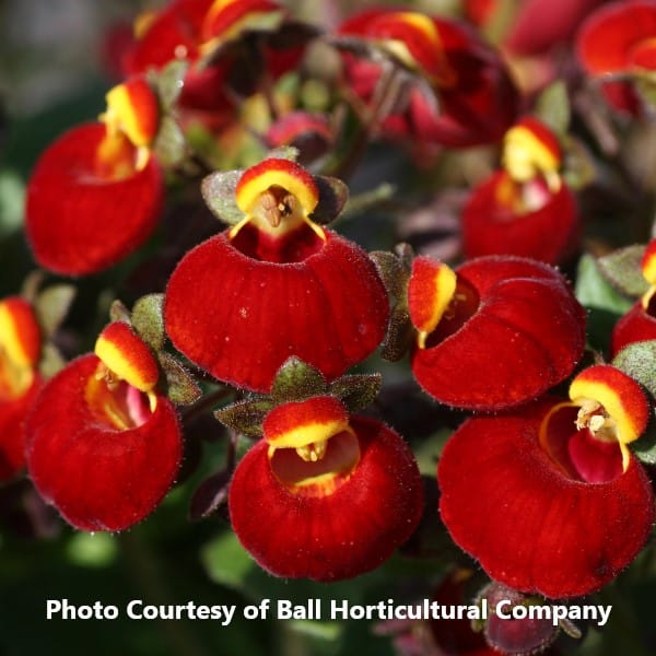 internettet surfing marts Calceolaria Archives : Honeymoon Acres Greenhouse