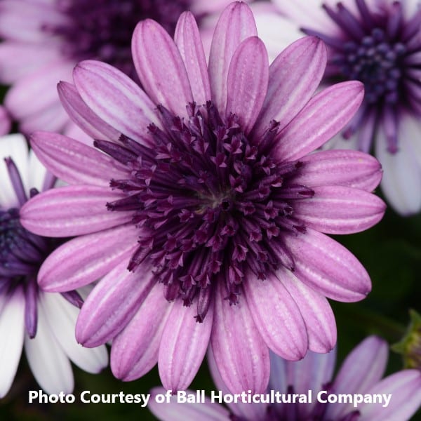 Osteospermum '4D Purple' : Honeymoon Acres Greenhouse
