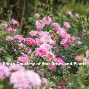 Hardy Ground Cover Rose
