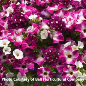 Trixi 'Enchanted Evening'