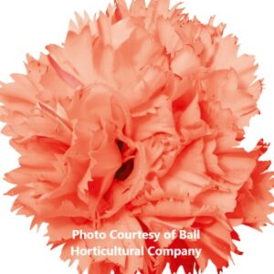 Dianthus 'Vivacia Orange'