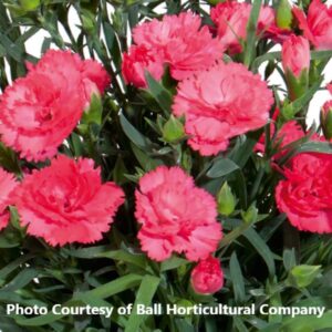 Dianthus 'Vivacia Pink'