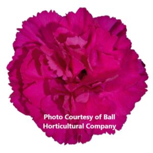 Dianthus 'Vivacia Purple'
