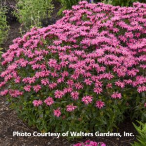 Monarda 'Upscale Pink Chenille'