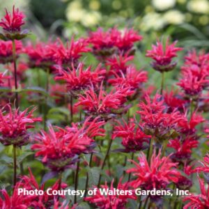 Monarda 'Upscale Red Velvet'