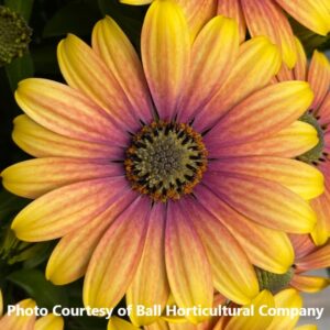 Osteospermum 'Zion Apricot Sun'