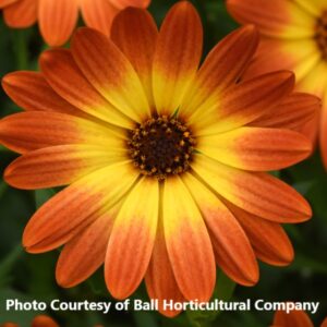 Osteospermum 'Zion Orange Burst'