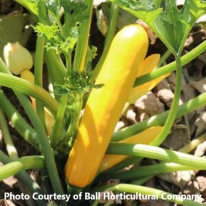 Squash 'Gold Rush'