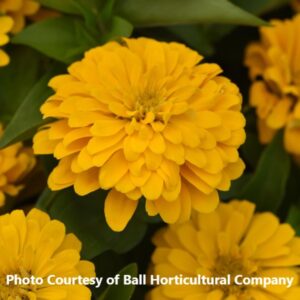 Zinnia 'Zesty Yellow'