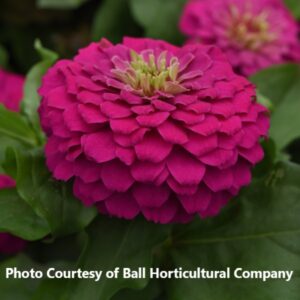 Zinnia 'Zesty Fuchsia'