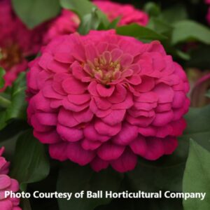 Zinnia 'Zesty Pink'