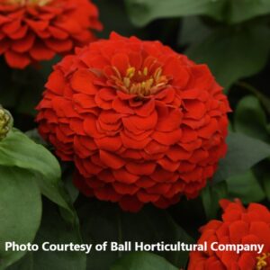 Zinnia 'Zesty Scarlet'