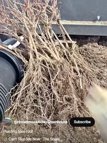 Planting_Bareroot_Fruit_Short_Video