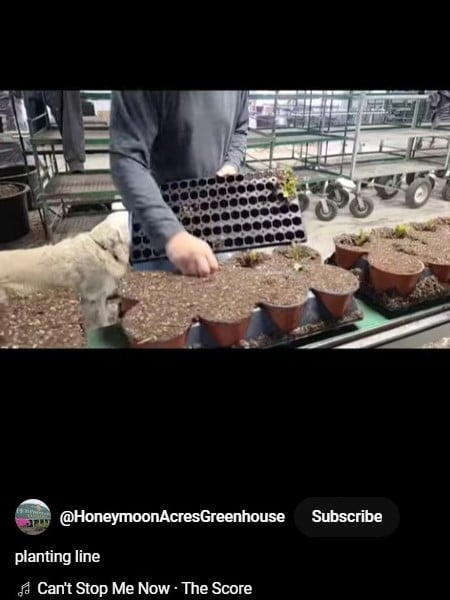 Planting_Line_Coleus_Short_Video