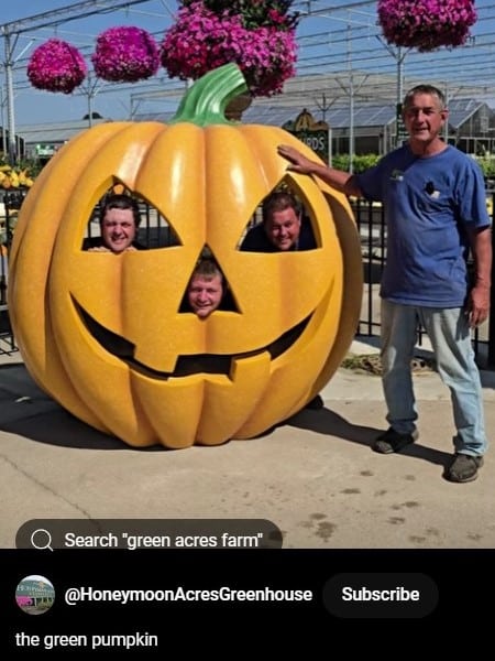 Pumpkins_at_Honeymoon_Green_turning_orange_Short_Video